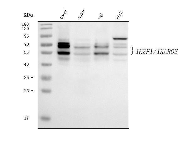 Anti-Ikaros/IKZF1 Antibody Picoband® (monoclonal, 5F12H7 Boster Bio
