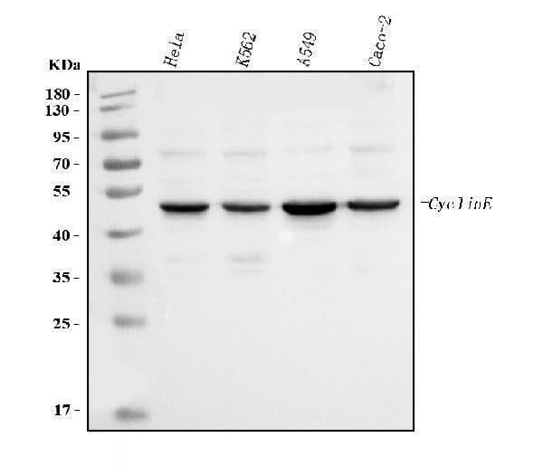 Anti-Cyclin E1/CCNE1 Antibody Picoband® (monoclonal, 8B9C3 Boster Bio