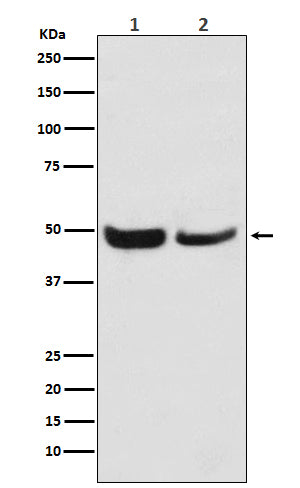 Anti-SKP2 Monoclonal Antibody Boster Bio