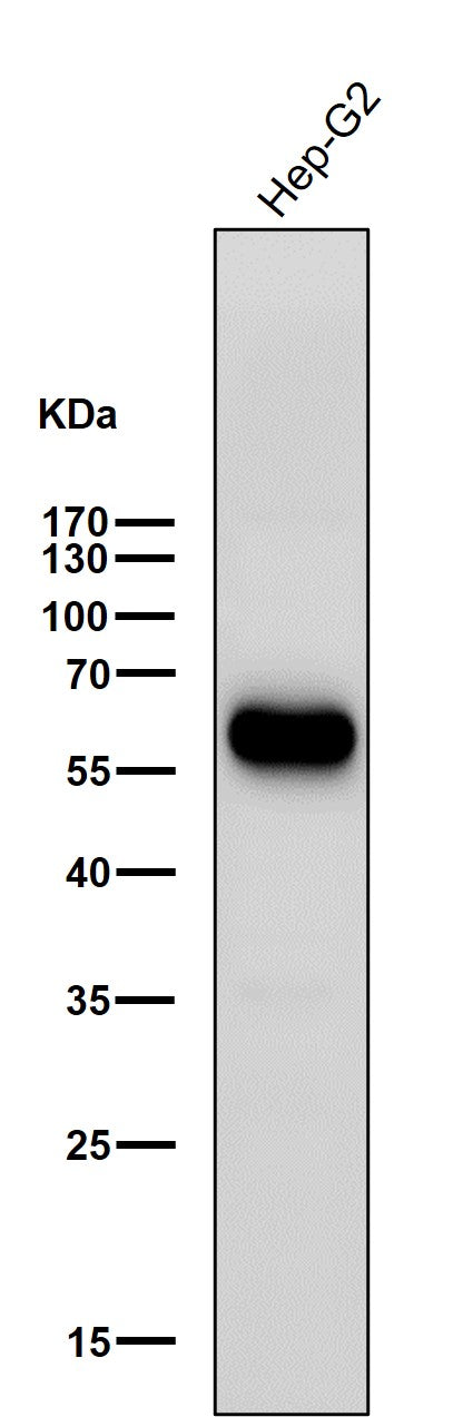 Anti-ALDH2 Rabbit Monoclonal Antibody Boster Bio