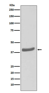 Anti-CDK7 Rabbit Monoclonal Antibody Boster Bio