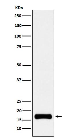 Anti-ISG15 Rabbit Monoclonal Antibody Boster Bio