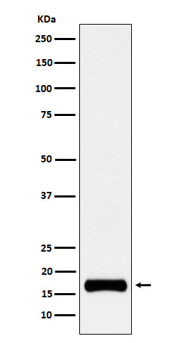 Anti-ISG15 Rabbit Monoclonal Antibody Boster Bio