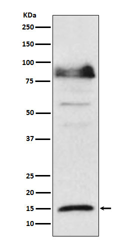 Anti-ISG15 Monoclonal Antibody Boster Bio