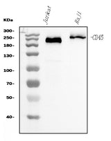 Anti-CD45 Antibody Picoband® (monoclonal, 2H3 Boster Bio