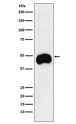 Anti-CD2 Monoclonal Antibody Boster Bio