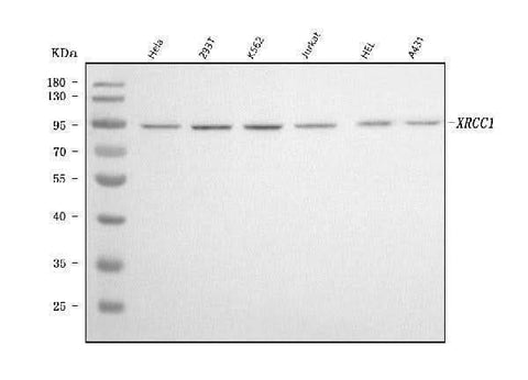 Anti-XRCC1 Antibody Picoband® (monoclonal, 10E10 Boster Bio