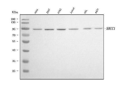 Anti-XRCC1 Antibody Picoband® (monoclonal, 10E10 Boster Bio