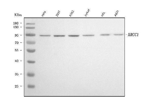 Anti-XRCC1 Antibody Picoband® (monoclonal, 10E10 Boster Bio