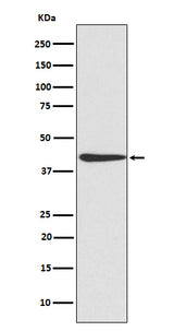Anti-CREB CREB1 Rabbit Monoclonal Antibody Boster Bio