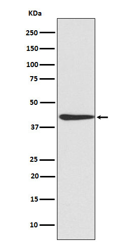 Anti-CREB CREB1 Rabbit Monoclonal Antibody Boster Bio