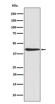 Anti-CREB CREB1 Rabbit Monoclonal Antibody Boster Bio
