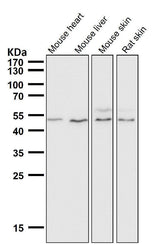 Anti-IRF1 Rabbit Monoclonal Antibody Boster Bio
