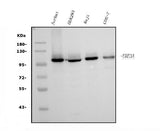 Anti-UBE3A Picoband® Antibody (monoclonal, 3F13 Boster Bio