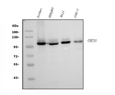 Anti-UBE3A Picoband® Antibody (monoclonal, 3F13 Boster Bio