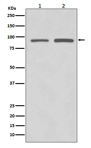 Anti-SUZ12 Rabbit Monoclonal Antibody Boster Bio