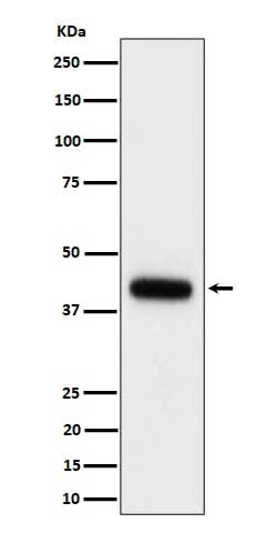 Anti-Clusterin Rabbit Monoclonal Antibody Boster Bio