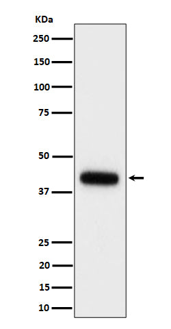 Anti-Clusterin Rabbit Monoclonal Antibody Boster Bio