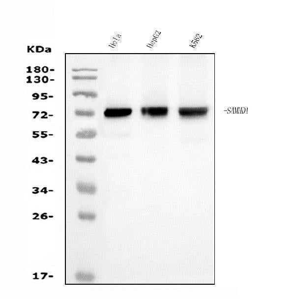 Anti-SAMHD1 Antibody Picoband® (monoclonal, 3B9 Boster Bio