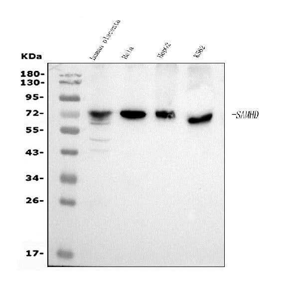 Anti-SAMHD1 Antibody Picoband® (monoclonal, 10H8 Boster Bio