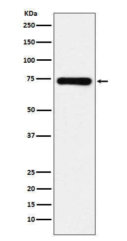 Anti-SAMHD1 Monoclonal Antibody Boster Bio