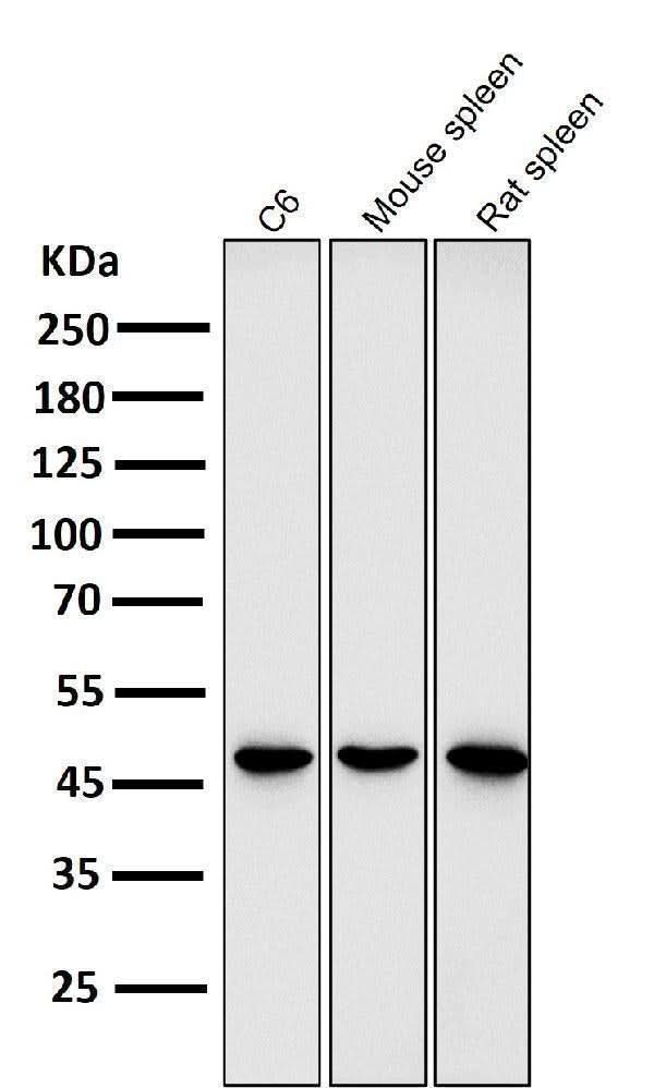 Anti-GATA3 Rabbit Monoclonal Antibody Boster Bio