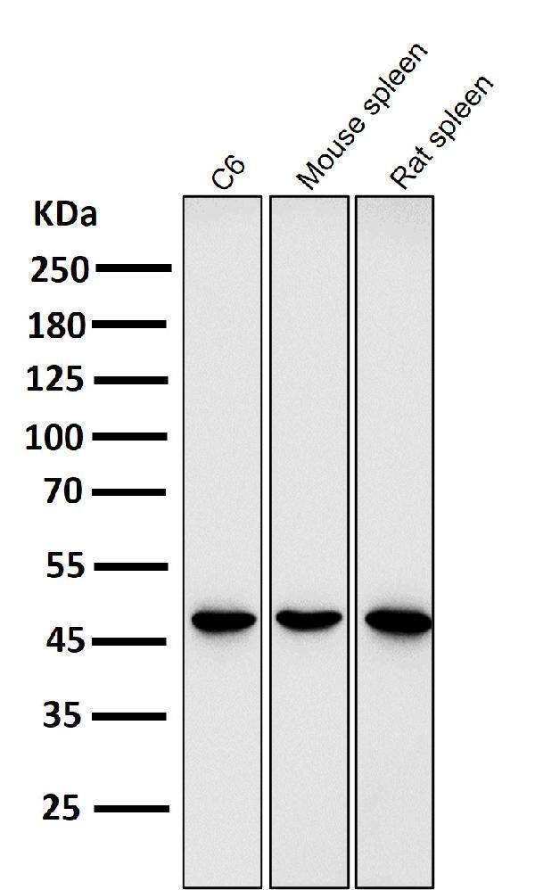 Anti-GATA3 Rabbit Monoclonal Antibody Boster Bio