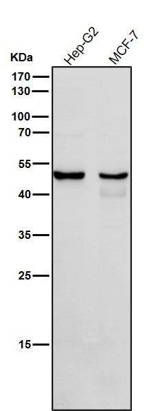 Anti-Cytochrome P450 1A2 CYP1A2 Monoclonal Antibody Boster Bio