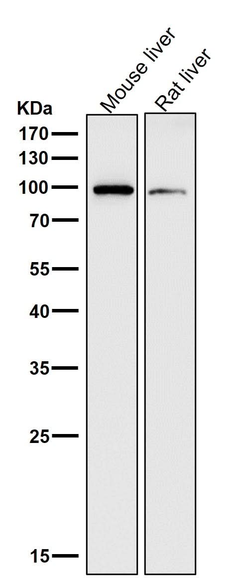 Anti-ADAM17/Tace Rabbit Monoclonal Antibody Boster Bio