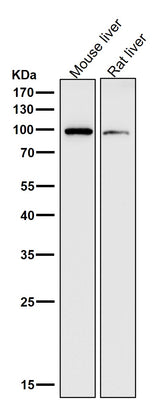 Anti-ADAM17/Tace Rabbit Monoclonal Antibody Boster Bio