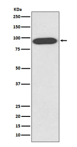 Anti-VCP Rabbit Monoclonal Antibody Boster Bio