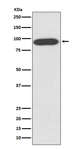Anti-VCP Rabbit Monoclonal Antibody Boster Bio