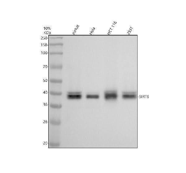 Anti-SIRT6 Rabbit Monoclonal Antibody Boster Bio