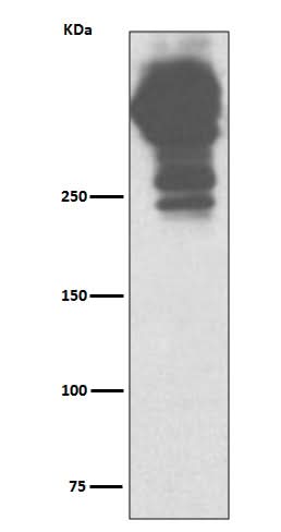 Anti-MUC5AC/Mucin 5Ac Rabbit Monoclonal Antibody Boster Bio