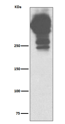 Anti-MUC5AC/Mucin 5Ac Rabbit Monoclonal Antibody Boster Bio