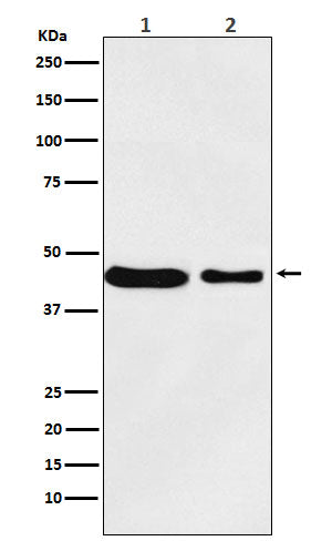 Anti-MC4 Receptor Rabbit Monoclonal Antibody Boster Bio