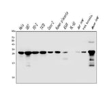 Anti-Galectin 3/LGALS3 Antibody Picoband® (monoclonal, 12B12 Boster Bio
