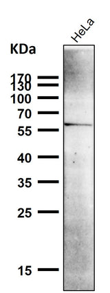 Anti-NUR77 NR4A1 Rabbit Monoclonal Antibody Boster Bio