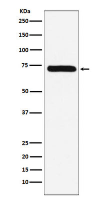 Anti-Factor X Rabbit Monoclonal Antibody Boster Bio