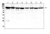 Anti-MVP Antibody Picoband® (monoclonal, 8B12 Boster Bio