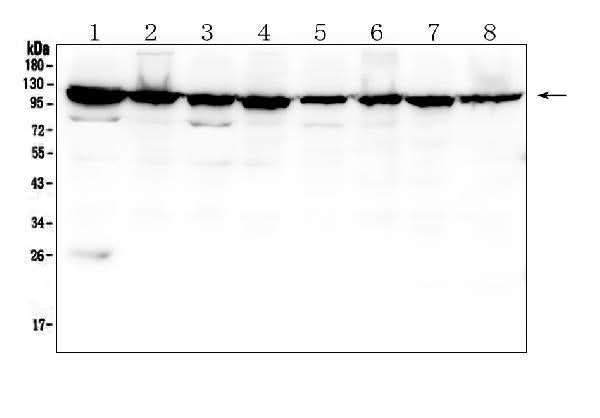 Anti-MVP Antibody Picoband® (monoclonal, 8B12 Boster Bio