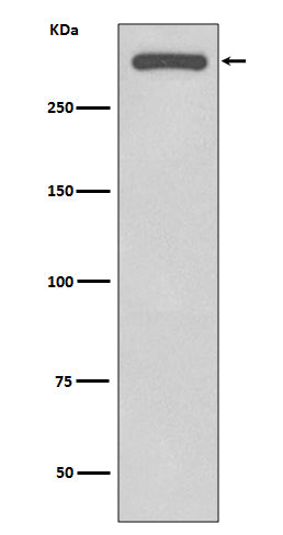 Anti-DNA-PKcs PRKDC Rabbit Monoclonal Antibody Boster Bio
