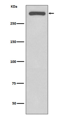 Anti-DNA-PKcs PRKDC Rabbit Monoclonal Antibody Boster Bio