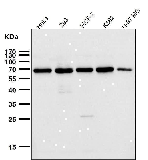 Anti-TRF2 Monoclonal Antibody Boster Bio