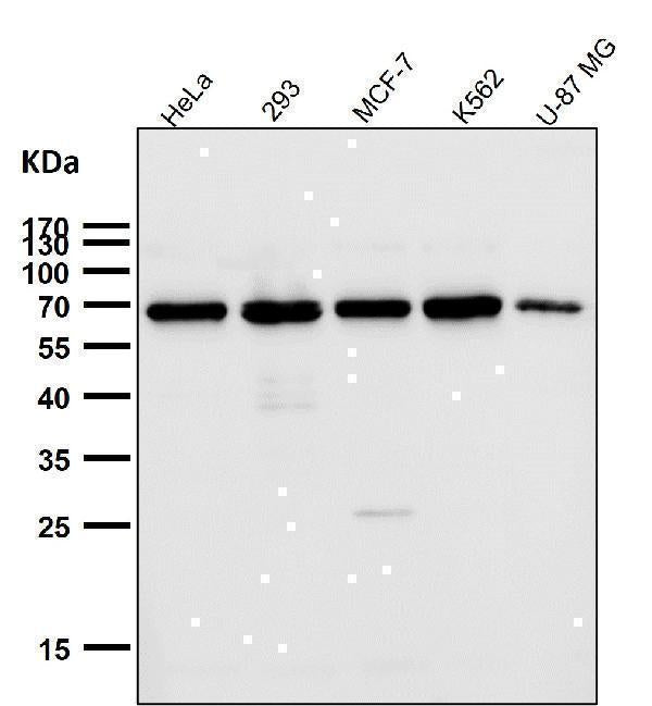 Anti-TRF2 Monoclonal Antibody Boster Bio