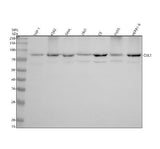Anti-Cullin 1 Monoclonal Antibody Boster Bio
