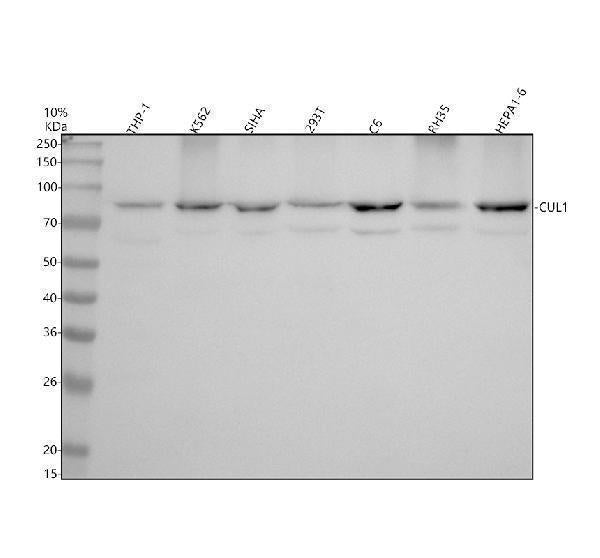 Anti-Cullin 1 Monoclonal Antibody Boster Bio