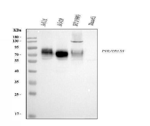 Anti-Poliovirus Receptor/PVR Antibody Picoband® (monoclonal, 9B9F1 Boster Bio