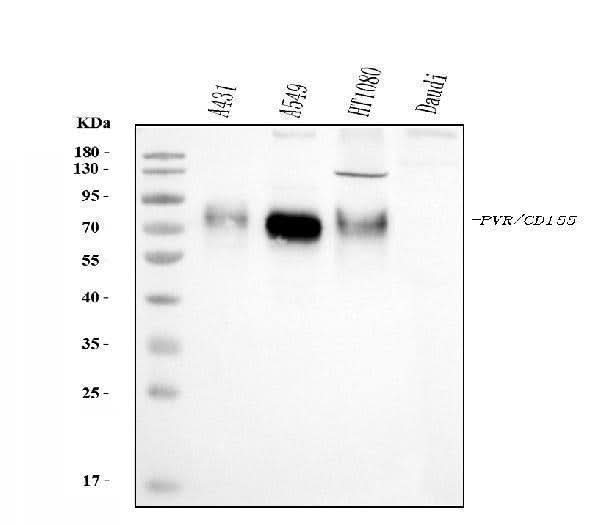 Anti-Poliovirus Receptor/PVR Antibody Picoband® (monoclonal, 3B11E9 Boster Bio
