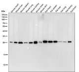 Anti-HPRT HPRT1 Monoclonal Antibody Boster Bio